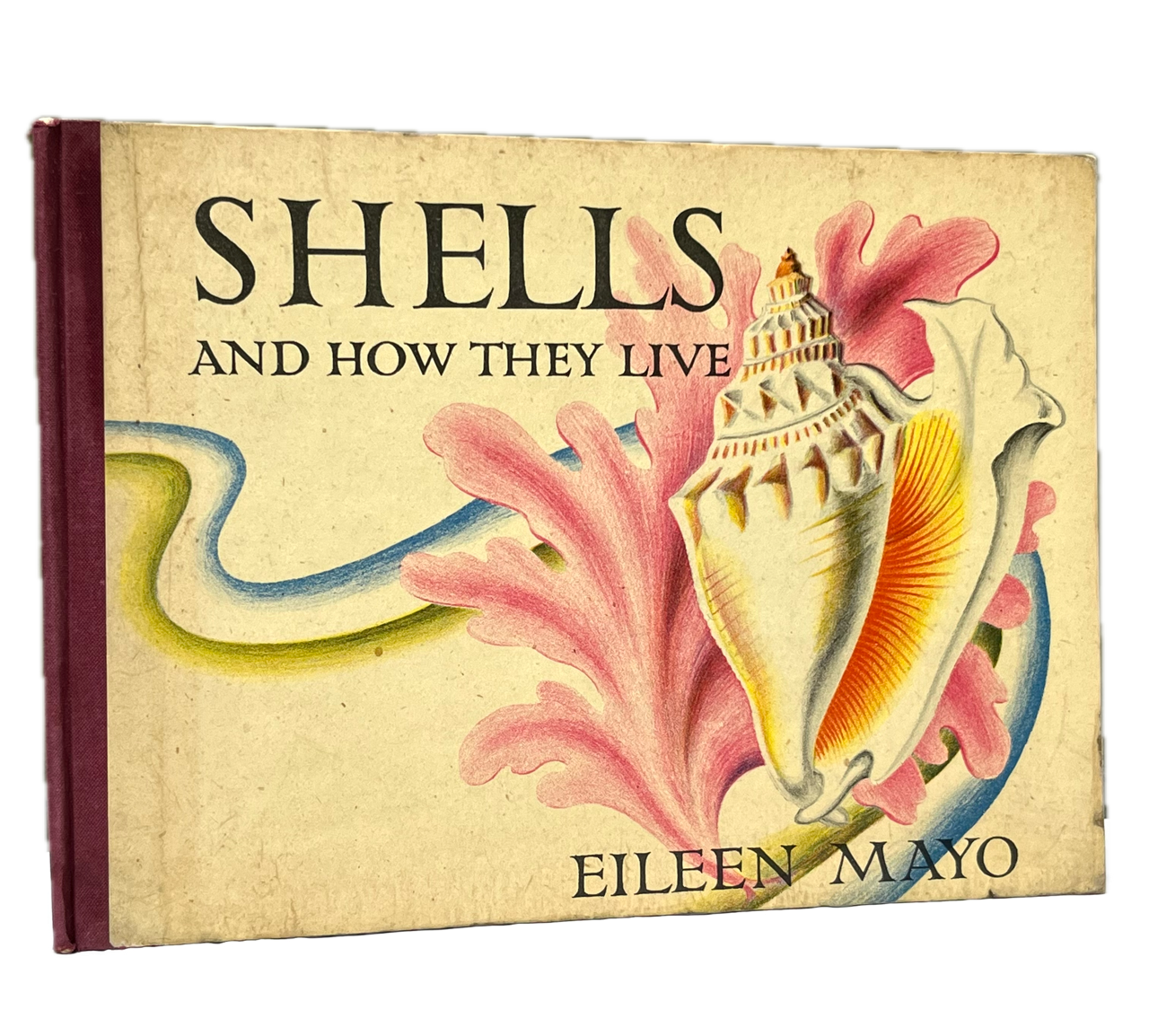 Shells and how they live. - Rosie Hodge Books Ltd